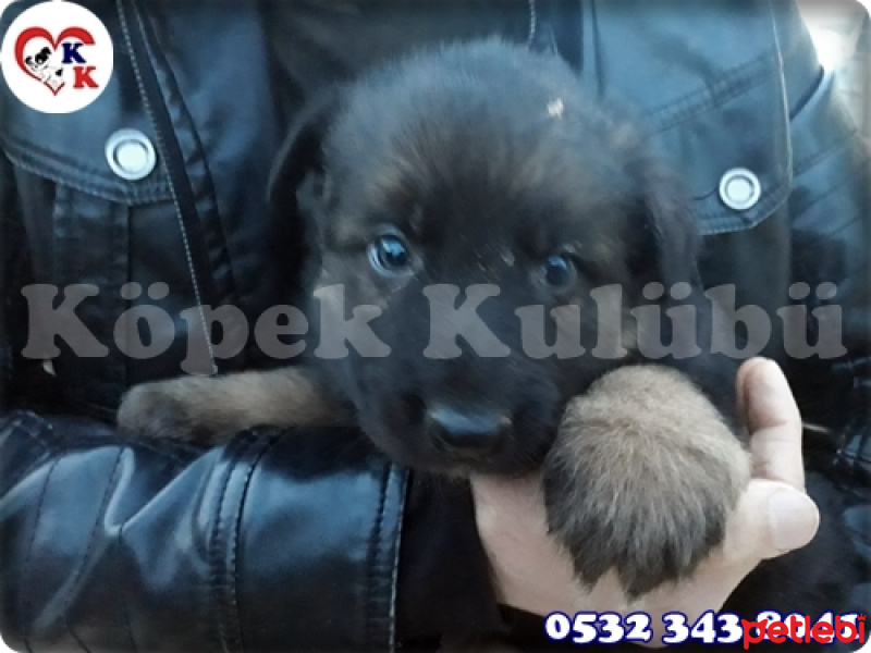 Alman Çoban Köpeği, Köpek  Alman Çoban Köpeği 05323438041 fotoğrafı
