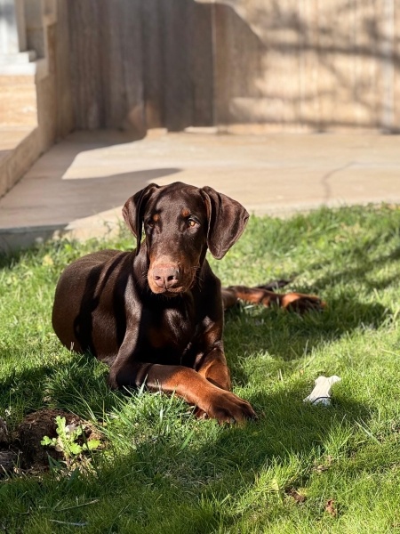 Doberman Pinscher, Köpek  Kratos fotoğrafı