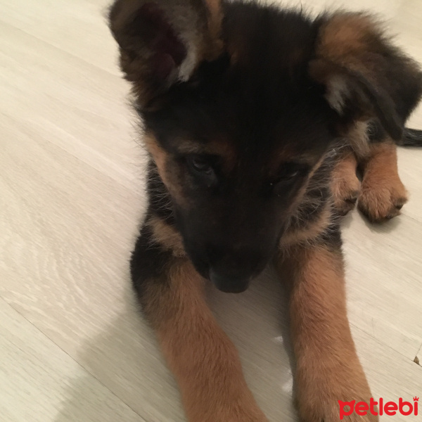 Alman Çoban Köpeği, Köpek  Pasa fotoğrafı