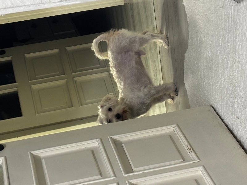 Russian Spaniel, Köpek  Ceo fotoğrafı
