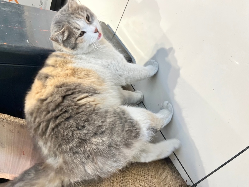Sarman, Kedi  Boncuk fotoğrafı