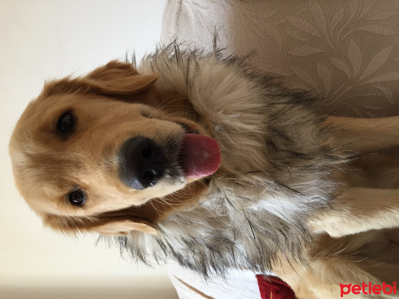 Golden Retriever, Köpek  Tütün fotoğrafı
