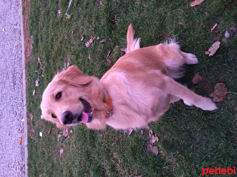Golden Retriever, Köpek  Tütün fotoğrafı