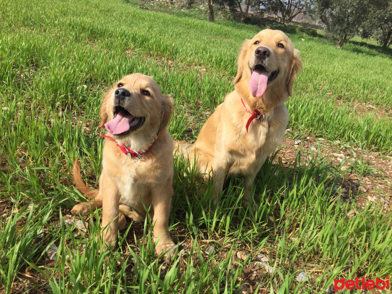 Golden Retriever, Köpek  Tütün fotoğrafı