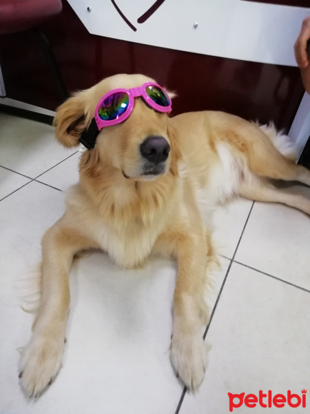 Golden Retriever, Köpek  Tütün fotoğrafı