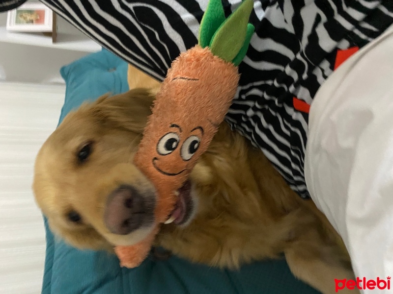 Golden Retriever, Köpek  Tütün fotoğrafı