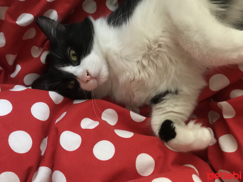 Tuxedo (Smokin) Kedi, Kedi  Mia fotoğrafı