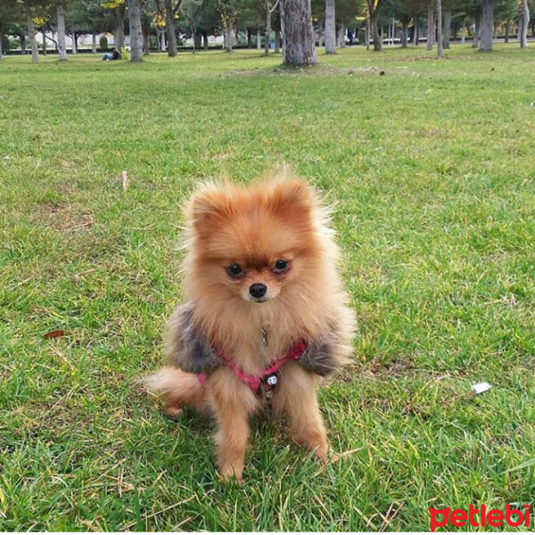 Pomeranyalı, Köpek  Gofret fotoğrafı