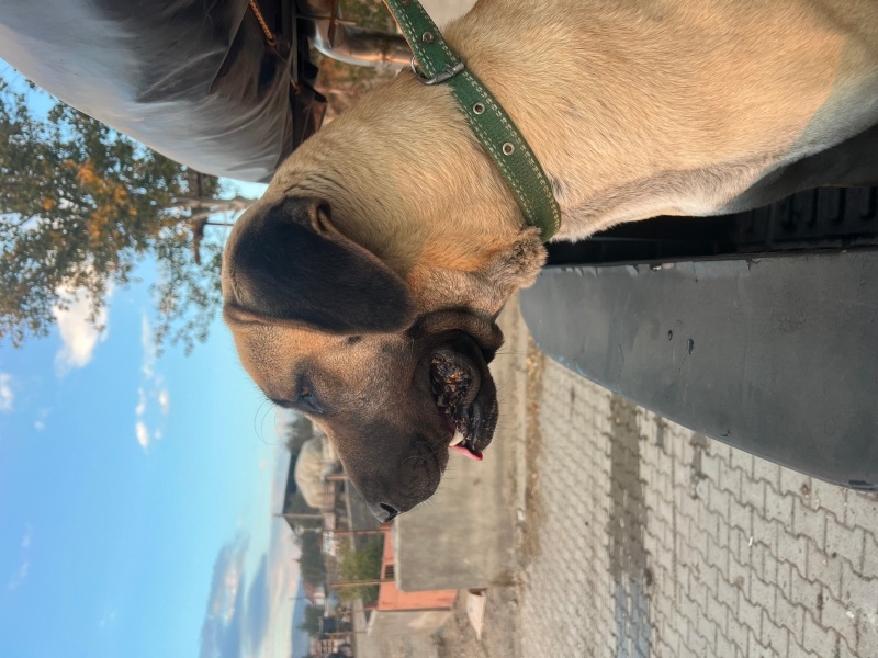 Kangal, Köpek  Melisa fotoğrafı