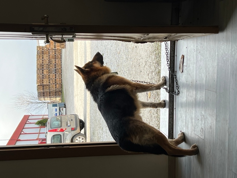 Alman Çoban Köpeği, Köpek  Rudi fotoğrafı