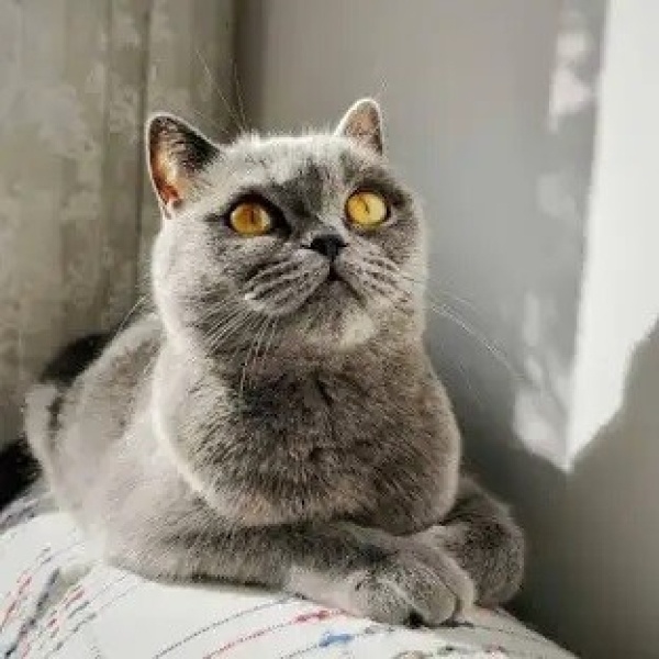 British Shorthair, Kedi  lila fotoğrafı