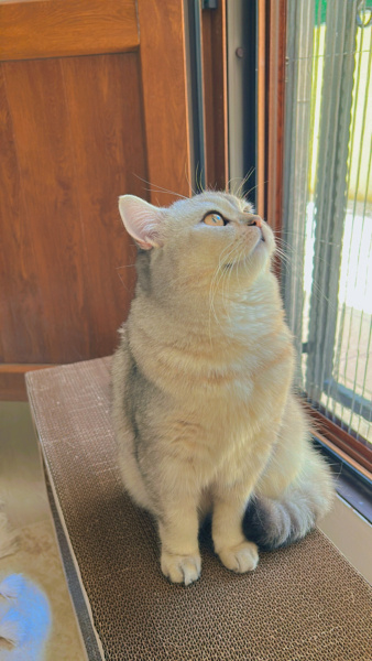 British Shorthair, Kedi  Kül fotoğrafı