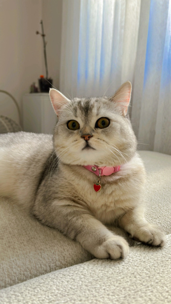 British Shorthair, Kedi  Kül fotoğrafı