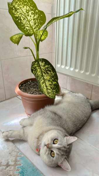 British Shorthair, Kedi  Kül fotoğrafı