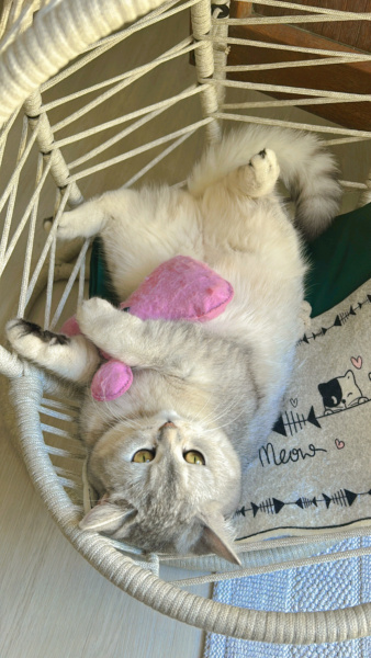 British Shorthair, Kedi  Kül fotoğrafı