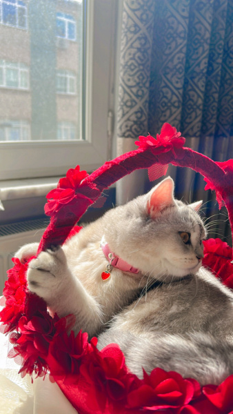 British Shorthair, Kedi  Kül fotoğrafı