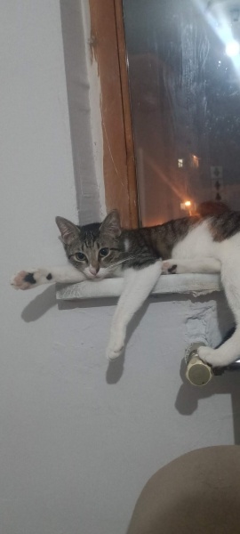 Tekir Kedi, Kedi  Kısmet fotoğrafı