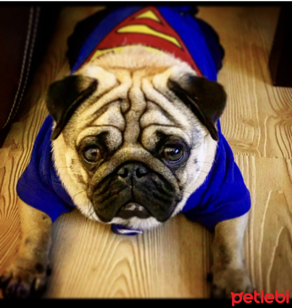 Pug, Köpek  Minik fotoğrafı