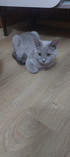 British Shorthair, Kedi  Oscar fotoğrafı