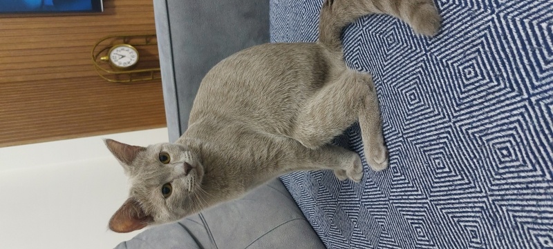 British Shorthair, Kedi  Oscar fotoğrafı