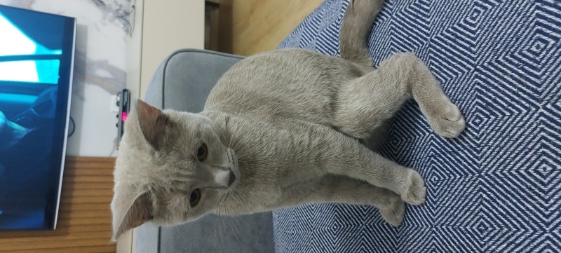 British Shorthair, Kedi  Oscar fotoğrafı