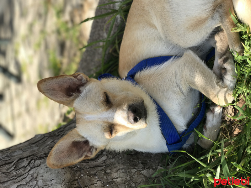 Chihuahua, Köpek  BARNEY fotoğrafı