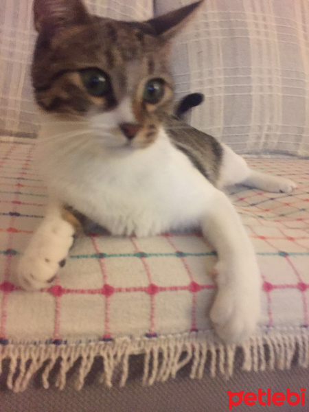 Tekir Kedi, Kedi  Mia fotoğrafı