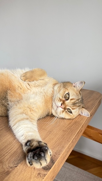 British Shorthair, Kedi  Romeo fotoğrafı