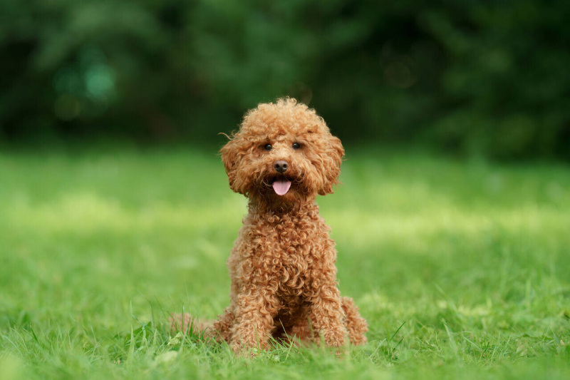 Poodle (Minyatür Kaniş), Köpek  Poodle fotoğrafı