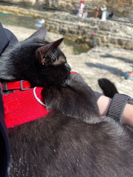 Bombay, Kedi  Bagira fotoğrafı