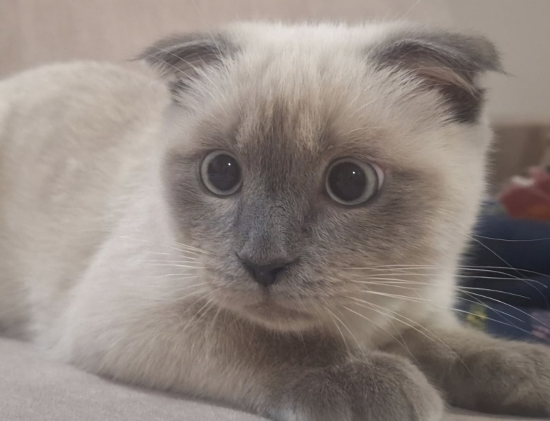 Scottish Fold, Kedi  Bulut fotoğrafı