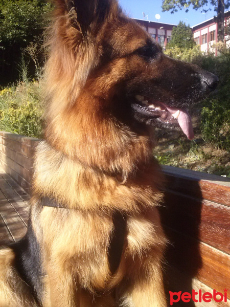 Alman Çoban Köpeği, Köpek  Kurt fotoğrafı