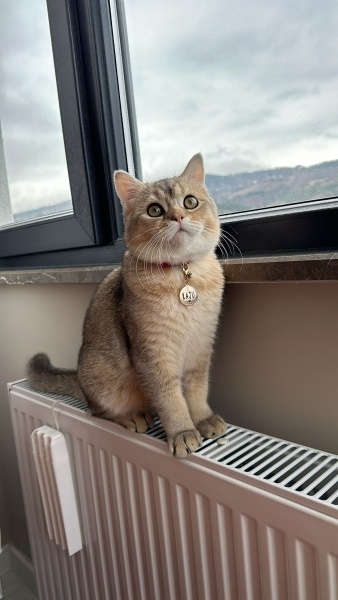 British Shorthair, Kedi  KAJU fotoğrafı