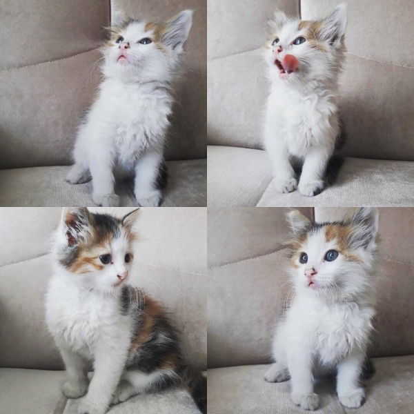 Tekir Kedi, Kedi  Maya fotoğrafı