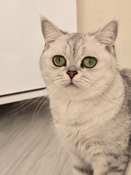 British Shorthair, Kedi  Hira fotoğrafı