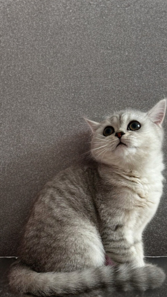 British Shorthair, Kedi  Hira fotoğrafı