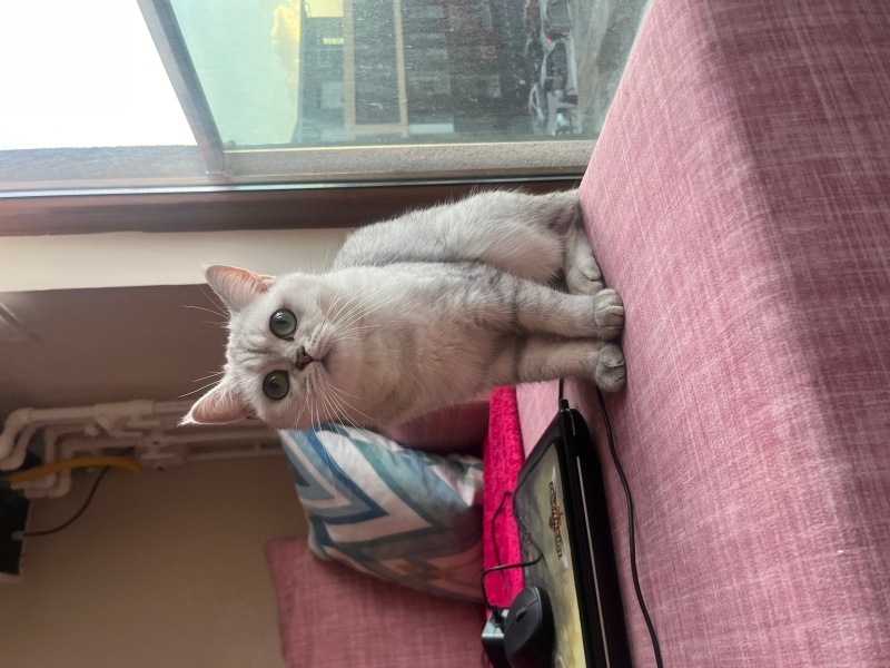 British Shorthair, Kedi  Hira fotoğrafı