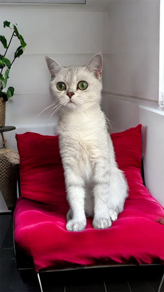 British Shorthair, Kedi  Hira fotoğrafı