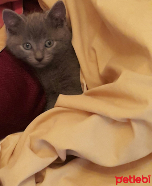 Mavi Rus, Kedi  Kedi fotoğrafı