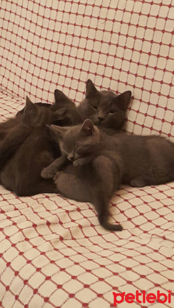 Mavi Rus, Kedi  Kedi fotoğrafı