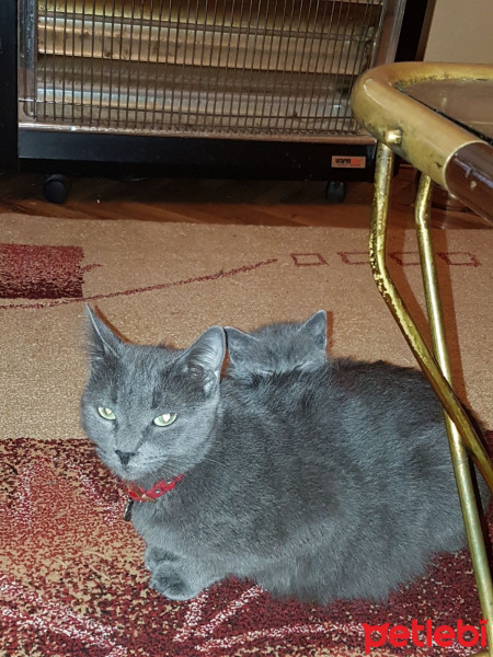 Mavi Rus, Kedi  Kedi fotoğrafı