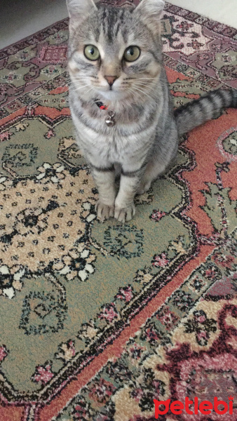 Tekir Kedi, Kedi  Lucky fotoğrafı
