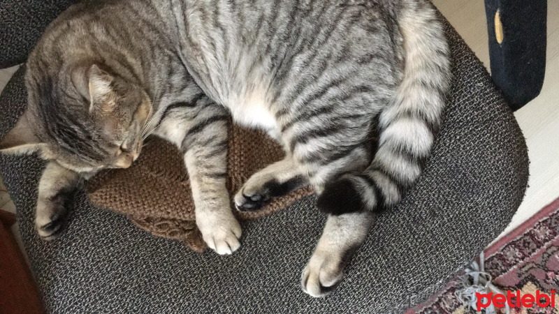 Tekir Kedi, Kedi  Lucky fotoğrafı