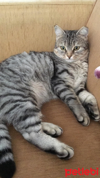 Tekir Kedi, Kedi  Lucky fotoğrafı