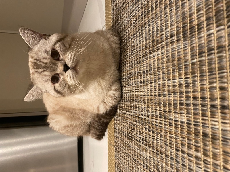 British Shorthair, Kedi  Zeus fotoğrafı