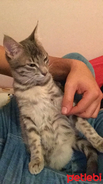 Tekir Kedi, Kedi  Gumball fotoğrafı