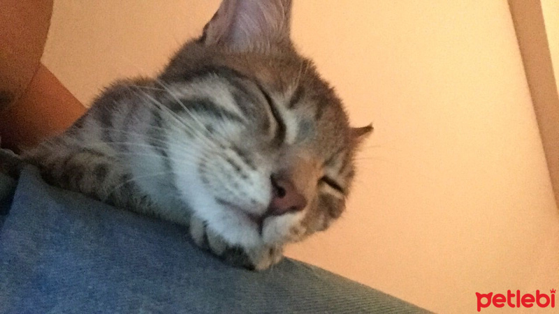 Tekir Kedi, Kedi  Gumball fotoğrafı