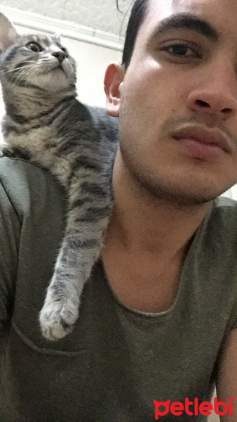 Tekir Kedi, Kedi  Gumball fotoğrafı