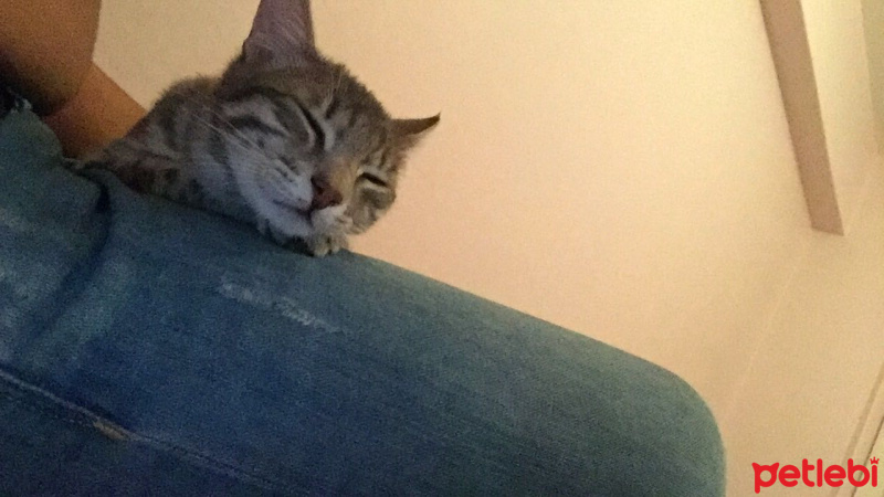 Tekir Kedi, Kedi  Gumball fotoğrafı
