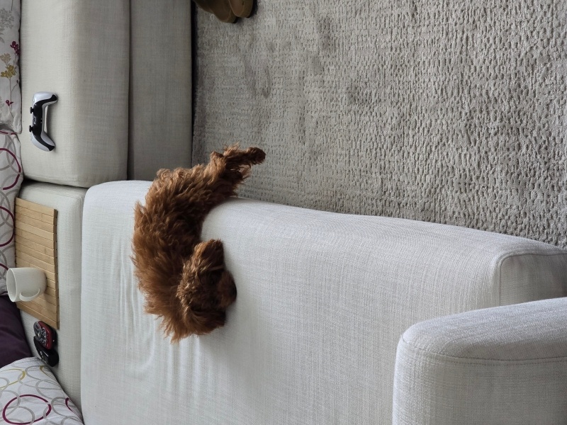 Poodle (Minyatür Kaniş), Köpek  Tina fotoğrafı